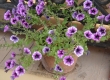 705_purpleflowers-5